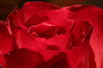 Ein Makro-/Nahaufnahmefoto einer schönen roten Rose