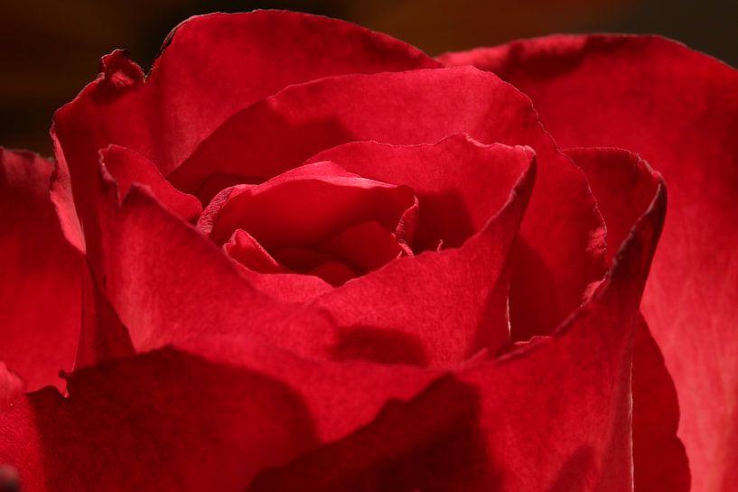 A macro/close-up photo of a beautiful red rose by Julius Koster