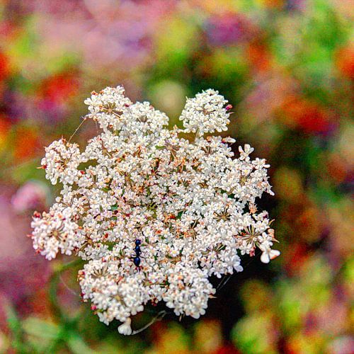 Italiaanse bloem langs de weg met mier