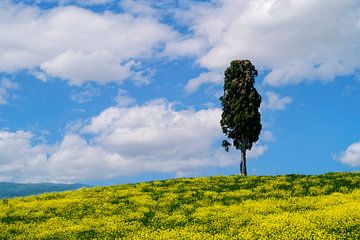 Lone cypress on hill by Ilya Korzelius