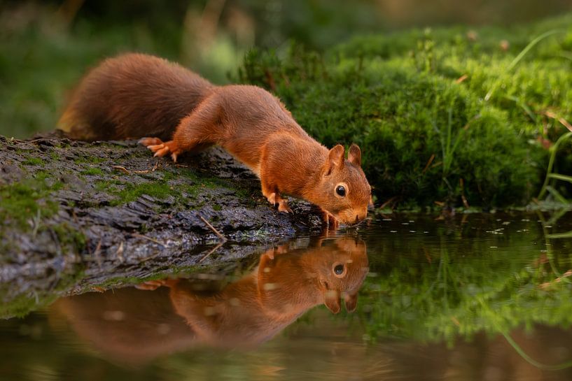Drinking squirrel reflected in water by Ron Buist