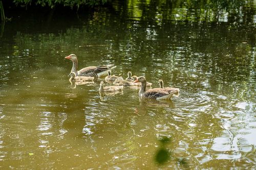 Couple d'oies avec un garçon dans le fossé