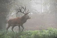 European Red Deer ( Cervus elaphus ), majestic stag, walking through a misty forest, Germany.