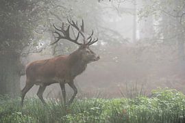 Rothirsch ( Cervus elaphus ), kapitaler Hirsch läuft am frühen Morgen durch einen nebligen Wald, Deu von wunderbare Erde