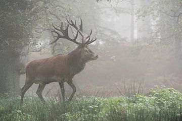 Edelhert ( Cervus elaphus ), kapitaal hert rennend door een mistig bos in de vroege ochtend, Deu