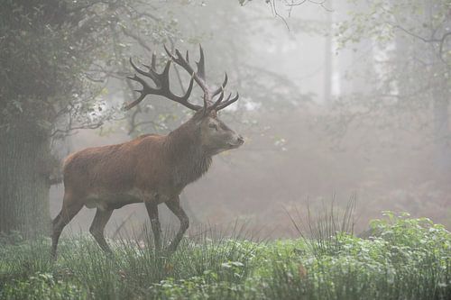 Edelhert ( Cervus elaphus ), kapitaal hert rennend door een mistig bos in de vroege ochtend, Deu
