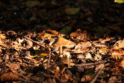 Sous les feux de la rampe