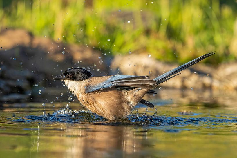 Wash for the blue ekter by Hans Hut