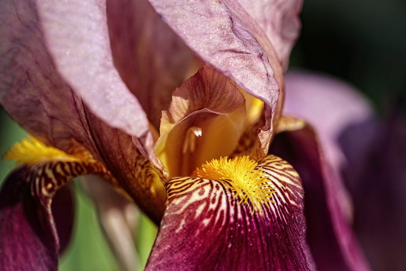 Iris by Rob Boon