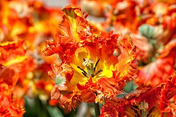 Nahaufnahme von orangefarbenen üppigen Tulpen