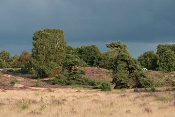 Summertime in National Park Veluwe, purple blossoming heather and solitary green trees surrounded by