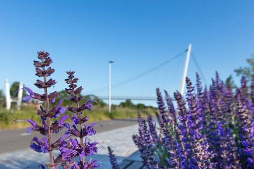 De Dafne Schippersbrug met paarsen bloemen op de voorgrond