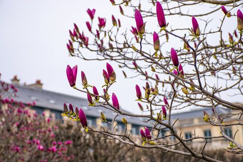 Le Temps des Magnolias