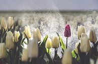Purpurrote Tulpe auf einem weißen Tulpenfeld im Regen von Fotografiecor .nl Miniaturansicht