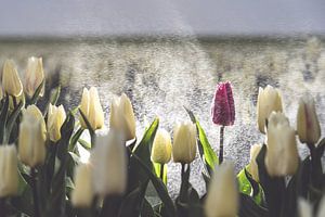 Paarse tulp in een wit tulpenveld in de regen