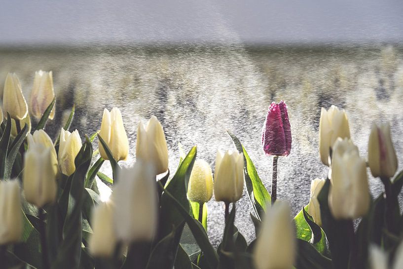 Purpurrote Tulpe auf einem weißen Tulpenfeld im Regen von Fotografiecor .nl