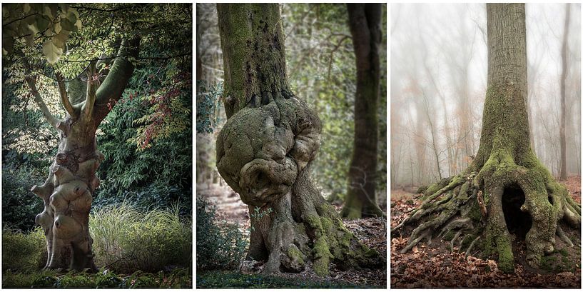 Three - steps 1 by Ton de Jong