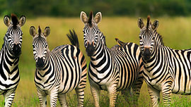 Eine Gruppe von Zebras, die gemeinsam auf einer Savanne stehen von Johannes Jongsma