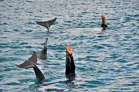 Handstand with dolphins by Karel Frielink