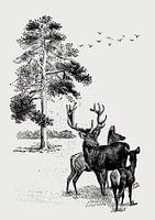 Rotwildfamilie im Wald