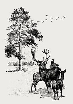 Deer family in the forest van Fineline