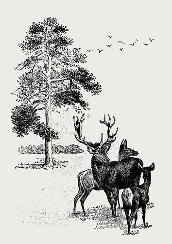 Deer family in the forest van Fineline