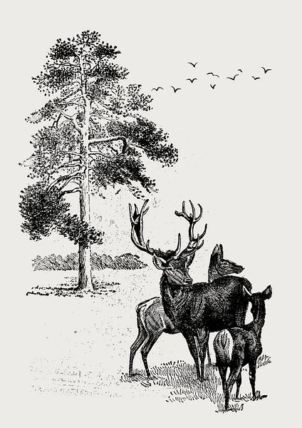 Rotwildfamilie im Wald von Fineline