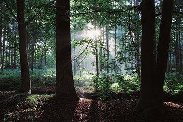 Sunny forest van Rene Gerlofsma