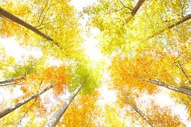 Autumn by Marko Sarcevic