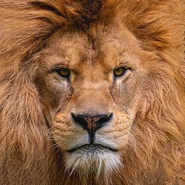 Lion's Head by Michel Groen