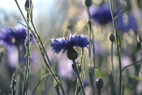 Korenbloemen Zomeravond Weide