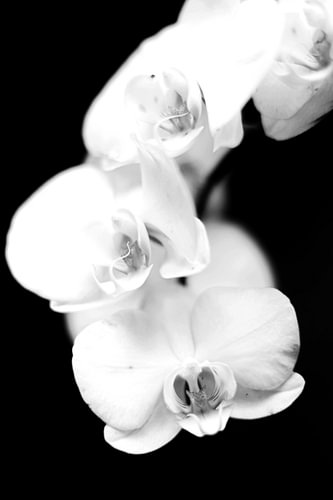 Orchideenblüten in Schwarz-Weiß – Grafische Botanik