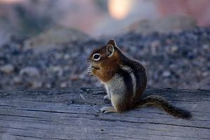 Streifenhörnchen knabbert an einer Nuss