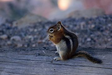 Chipmunk nibbling on a nut by Frank's Awesome Travels