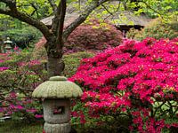 japanse tuin IV