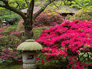 japanse tuin IV