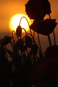 Poppy during sunset van Sense Photography