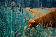 Schotse Hooglander in het hoge riet van Jesse Slagman thumbnail