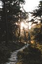 Into the Woods van Michelle Rook thumbnail