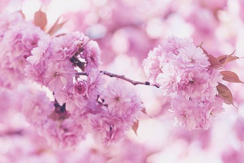 Japanse kersenbloesem