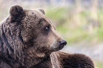The Bear by Randy Riepe
