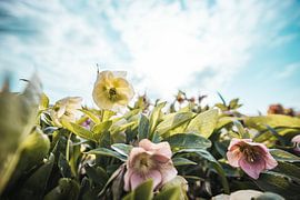 Blumen aus einem anderen Blickwinkel gesehen (Blume, Nieswurz, hdr) von ElkeS Fotografie