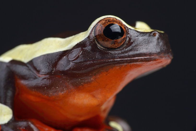 Clownfrosch (Dendropsophus leucophyllatus) von Ronald Pol