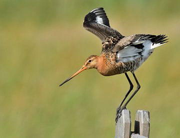Black-tailed godwit by Ruud Scherpenisse