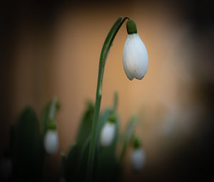 die große Schneeglocke