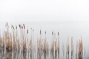 Riet in een meer van Wim Slootweg