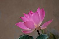 Roze Lotusbloem