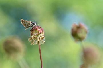 Ein Schmetterling, Spialia sertorius von Gonnie van de Schans