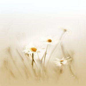 Veldbloem