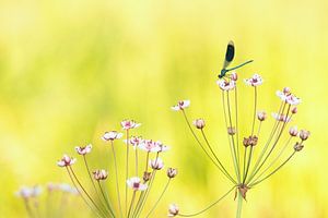 Libelle auf Blume Schwäne.